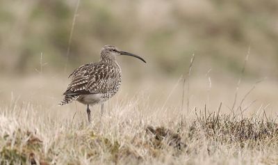 Regenwulp (Whimbrel)