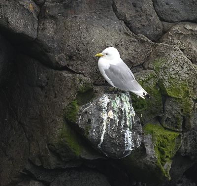 Drieteenmeeuw (Black-legged Kittiwake)