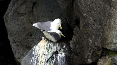 Drieteenmeeuw (Black-legged Kittiwake)