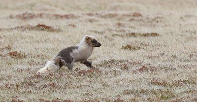 Poolvos (Arctic Fox)