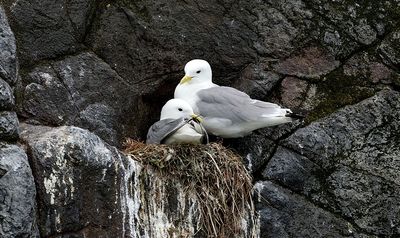 Drieteenmeeuwen (Black-legged Kittiwakes)