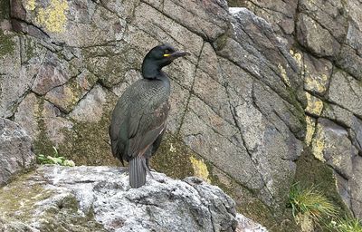 Kuifaalscholver (European Shag)