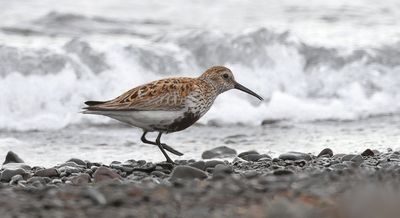 Bonte Strandloper (Dunlin)