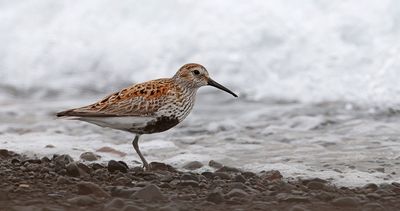 Bonte Strandloper (Dunlin)