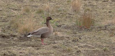 Kleine Rietgans (Pink-footed Goose)