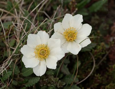 Zilverkruid (Dryas octopetala) - Mountain Avens