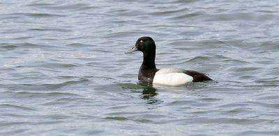 Topper (Greater Scaup)