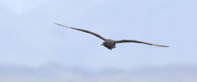 Kleine Jager (Arctic Skua)