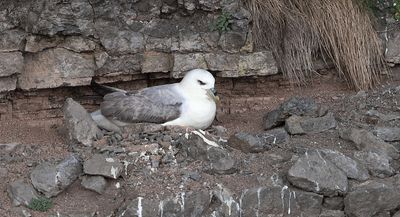 Noordse Stormvogel (Northern Fulmar)