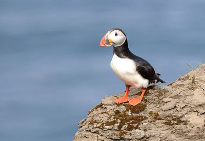 Papegaaiduiker (Atlantic Puffin)