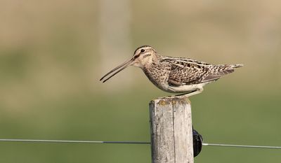 Watersnip (Common Snipe)