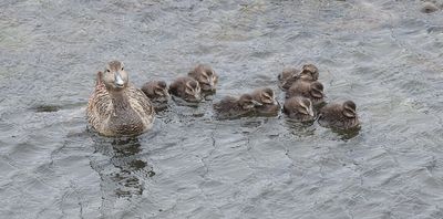 Eider (Common Eider)