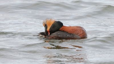 Kuifduiker (Slavonian Grebe)