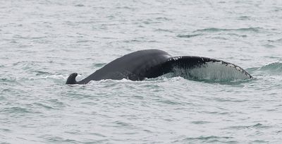 Bultrug (Humpback Whale)