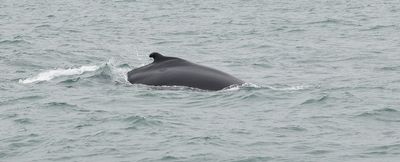 Bultrug (Humpback Whale)