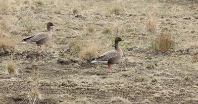 Kleine Rietgans (Pink-footed Goose)