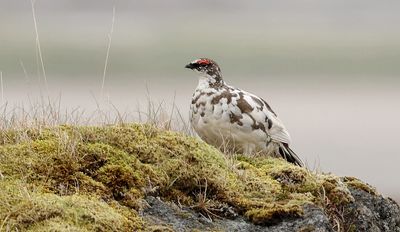 Alpensneeuwhoen (Rock Ptarmigan)