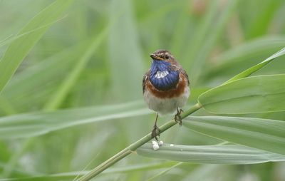 Blauwborst (Bluethroat)