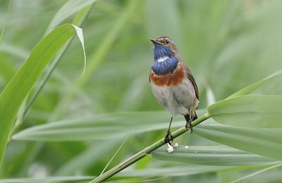 Blauwborst (Bluethroat)