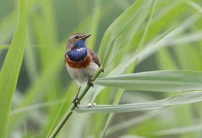 Blauwborst (Bluethroat)