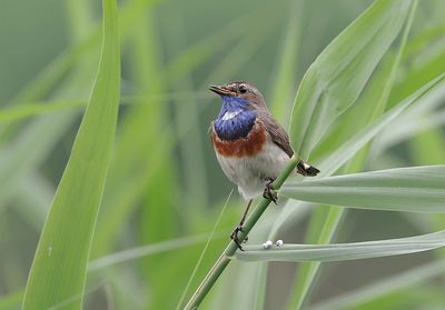 Blauwborst (Bluethroat)