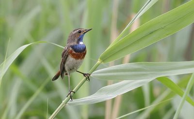 Blauwborst (Bluethroat)