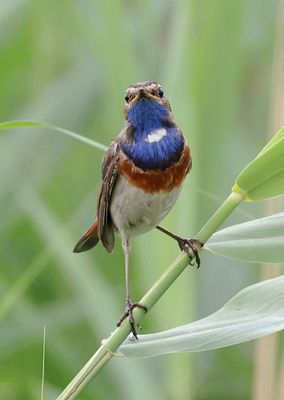 Blauwborst (Bluethroat)