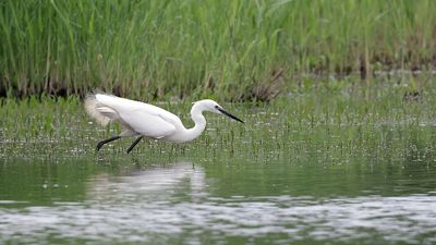 Kleine Zilverreiger (Little Egret)