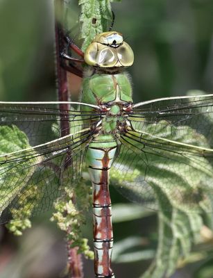 Grote Keizerlibel (Anax imperator) - Emperor Dragonfly