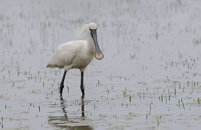 Lepelaar (Eurasian Spoonbill)