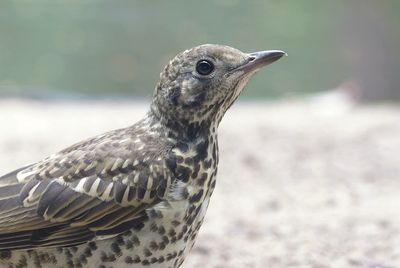 Grote Lijster (Mistle Thrush)