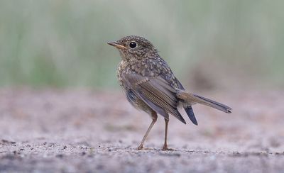 Roodborst (European Robin)