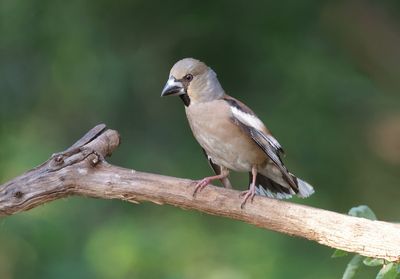 Appelvink (Hawfinch)