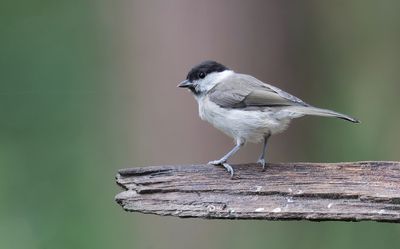 Glanskop (Marsh Tit)