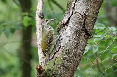 Groene Specht (Green Woodpecker)