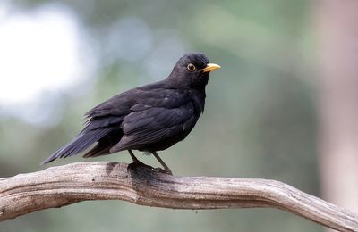 Merel (Common Blackbird)