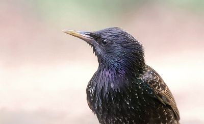 Spreeuw (Common Starling)