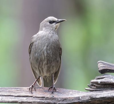 Spreeuw (Common Starling)