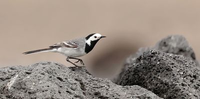 Witte Kwikstaart (White Wagtail)