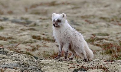 Poolvos (Arctic Fox)