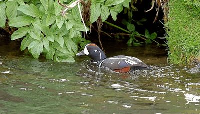 Harlekijneend (Harlequin Duck)