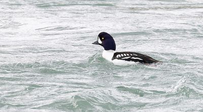 IJslandse Brilduiker (Barrows Goldeneye)