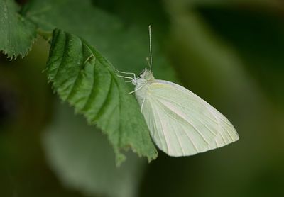 Klein Koolwitje (Pieris rapae) - Small White