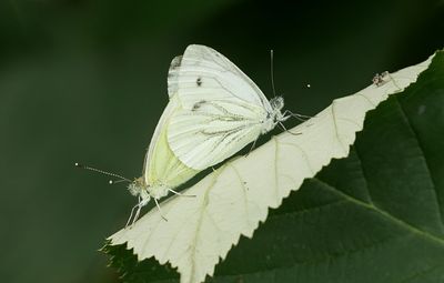 Klein Geaderd Witje (Pieris napi) - Green-veined White