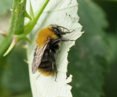 Akkerhommel (Bombus pascuorum) - Common carder bee