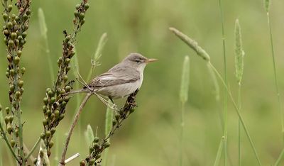 Griekse Spotvogel (Olive-tree Warbler)