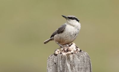 Rotsklever (Western Rock Nuthatch)