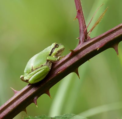 Europese Boomkikker (European Tree frog)