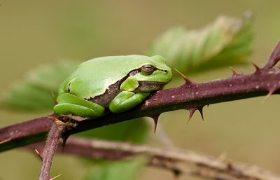 Europese Boomkikker (European Tree frog)
