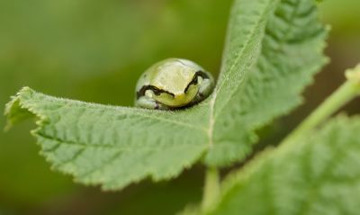 Europese Boomkikker (European Tree frog)